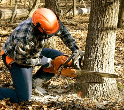 Tree Removal in Barnwell, SC
